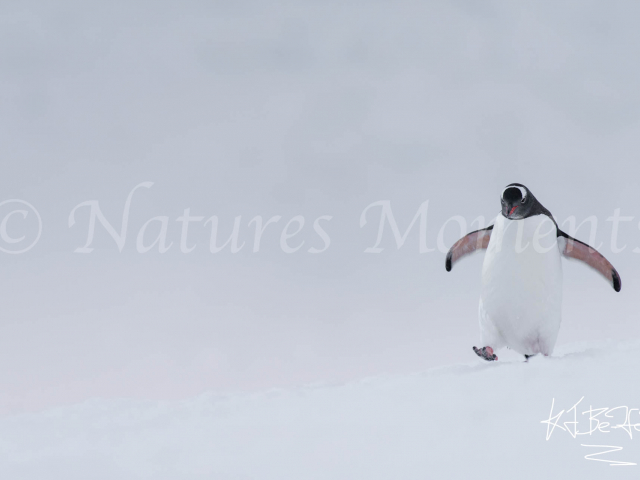 Gentoo Penguin - On The Run