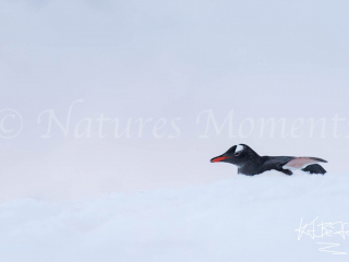 Gentoo Penguin - Lost in The Snow Gentoo Penguin - Lost in The Snow