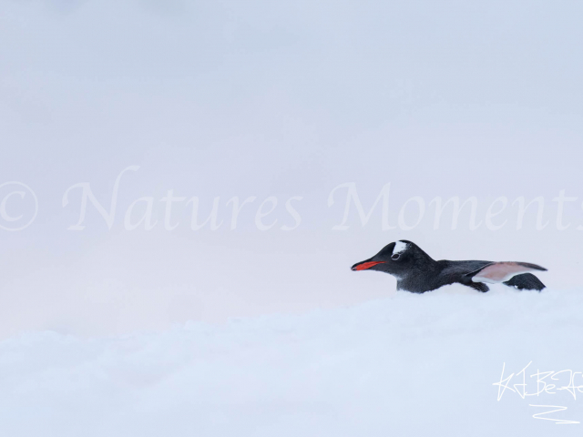 Gentoo Penguin - Lost in The Snow