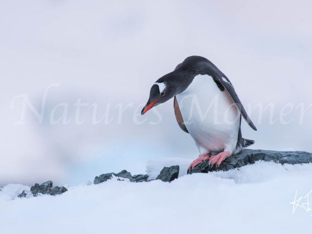 Gentoo Penguin - My Feet Are Cold