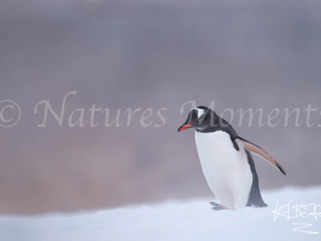 Gentoo Penguin - Evening Light