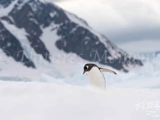 Gentoo Penguin at Darco Island Gentoo Penguin at Darco Island
