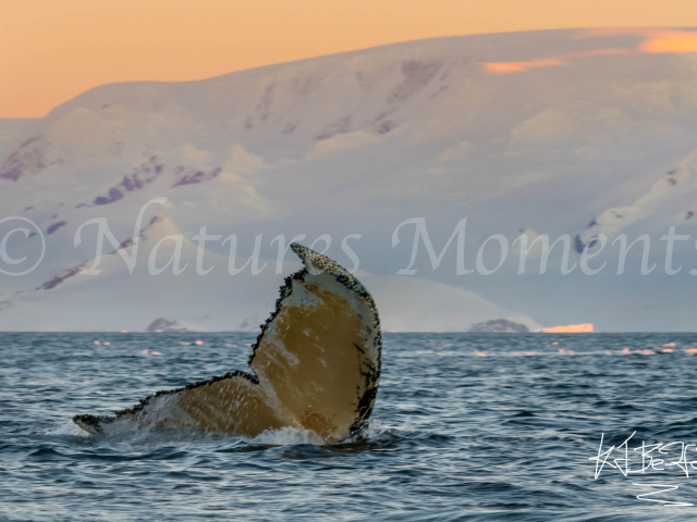 Humpback Tail Fin at Hydrurga Rocks