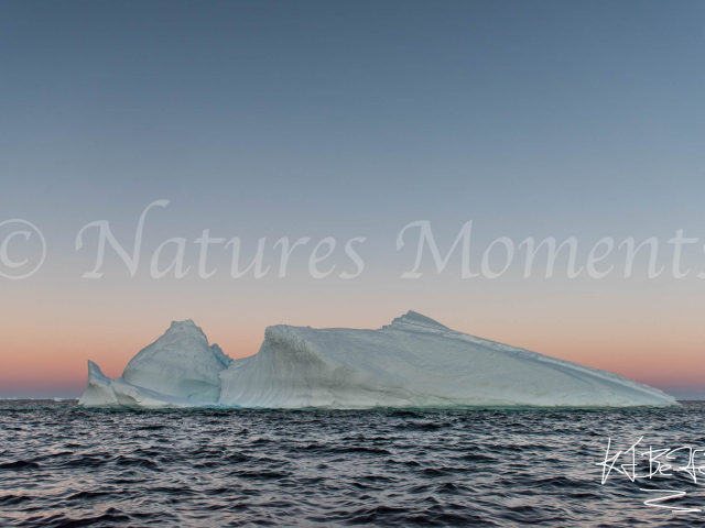 Iceberg near Hydrurga Rocks