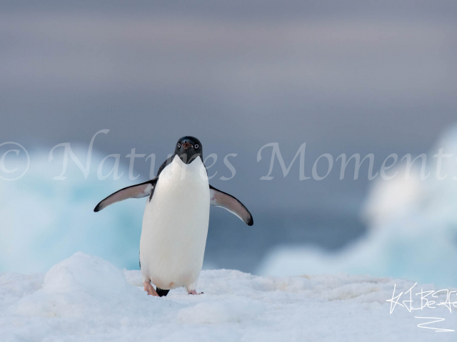 Adelie Penguin - Blue Light