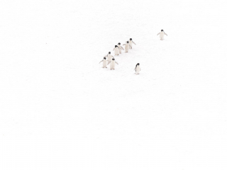 Adelie Penguin - Wait For Me Adelie Penguin - Wait For Me