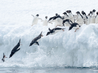 Adelie Penguin - Syncronised Diving Adelie Penguin - Syncronised Diving