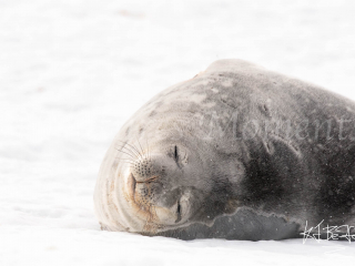 Weddell Seal - Sleep Easy Weddell Seal - Sleep Easy