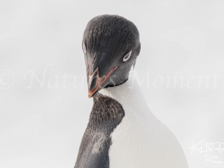 Adelie Penguin - Head Forward Adelie Penguin - Head Forward