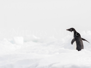 Adelie Penguin - Follow Me Adelie Penguin - Follow Me