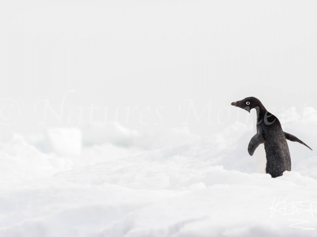 Adelie Penguin - Follow Me