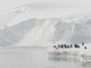 Adelie Penguin at Joinville Island Adelie Penguin at Joinville Island
