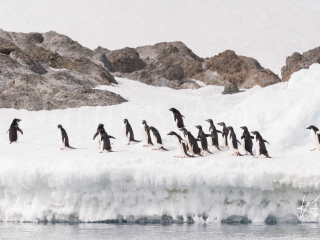 Adelie Penguin - Follow The Leader Adelie Penguin - Follow The Leader