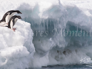 Adelie Penguin - After You Adelie Penguin - After You