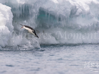 Adelie Penguin - Solo Dive Adelie Penguin - Solo Dive