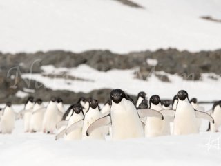 Adelie Penguin - The Pied Piper Adelie Penguin - The Pied Piper