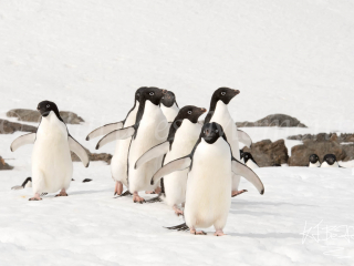 Adelie Penguin - Get In Line Adelie Penguin - Get In Line