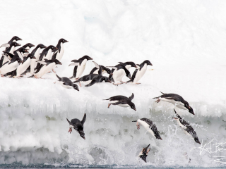 Adelie Penguin - Over The Edge Adelie Penguin - Over The Edge