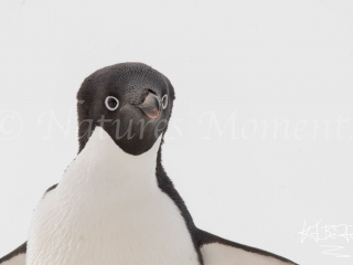 Adelie Penguin - Up Close Adelie Penguin - Up Close
