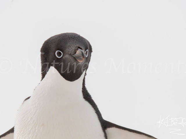 Adelie Penguin - Up Close