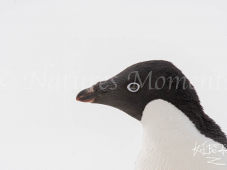Adelie Penguin - Heads Up Adelie Penguin - Heads Up