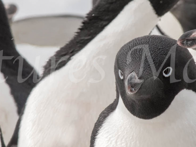 Adelie Penguin - Close up