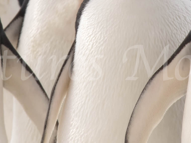 Adelie Penguin - Breast Patterns