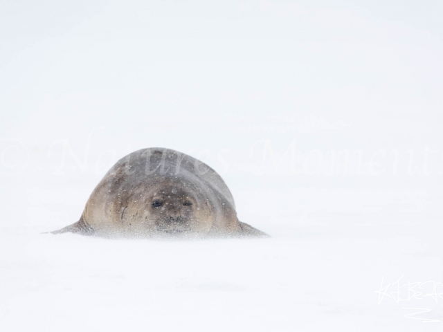 Elephant Seal - Blizzard Conditions