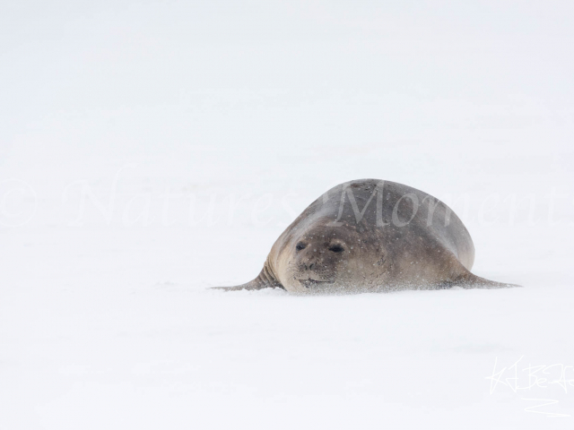 Elephant Seal - White Out