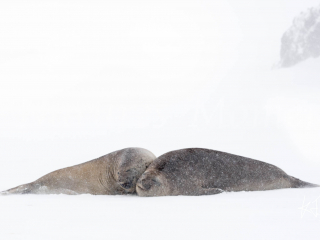 Elephant Seal - Best Buddies Elephant Seal - Best Buddies