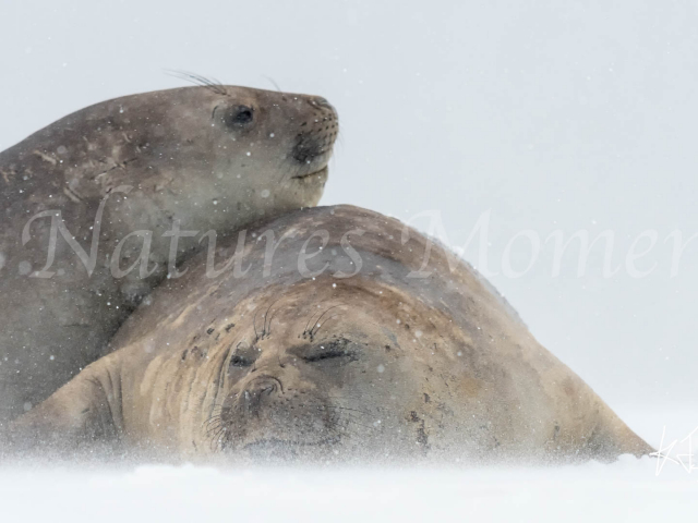 Elephant Seal -  Just Good Friends