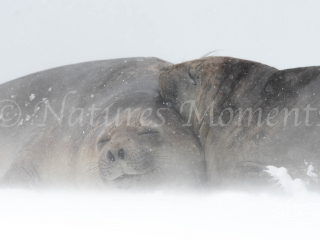 Elephant Seal - All Smiles Elephant Seal - All Smiles