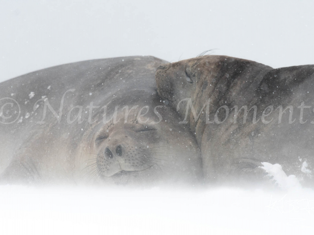 Elephant Seal - All Smiles