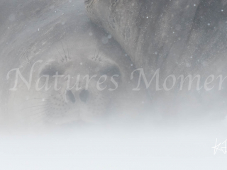 Elephant Seal - Hunkered Down Elephant Seal - Hunkered Down