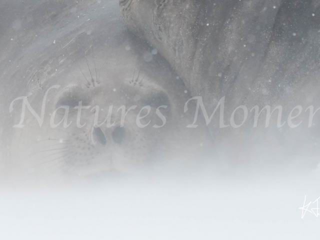 Elephant Seal - Hunkered Down