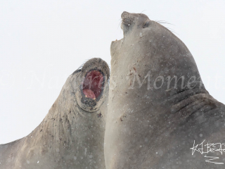 Elephant Seal - Syncronised Yawning Elephant Seal - Syncronised Yawning