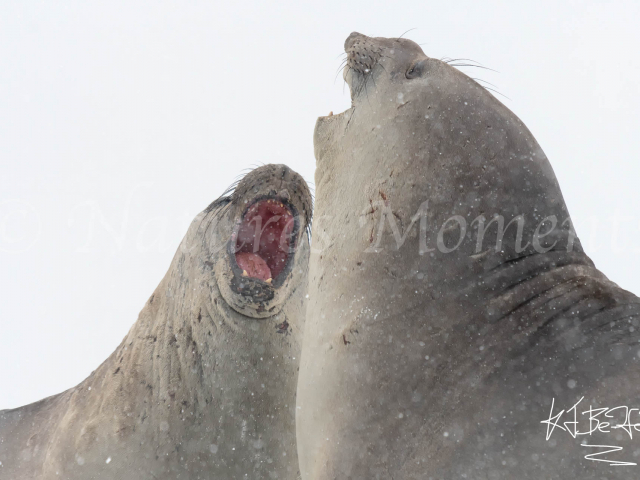 Elephant Seal - Syncronised Yawning