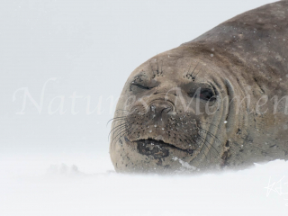 Elephant Seal - Lazy Eye Elephant Seal - Lazy Eye