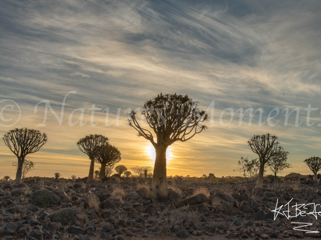 Quivertree Forest - Sunset Glow