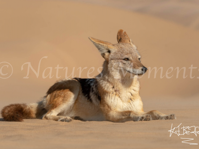 Jackal - Leader of the Pack
