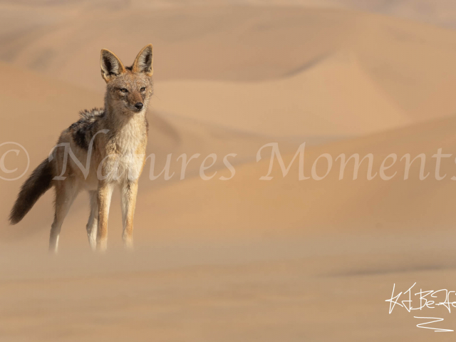 Jackal - Dog &amp; the Dunes