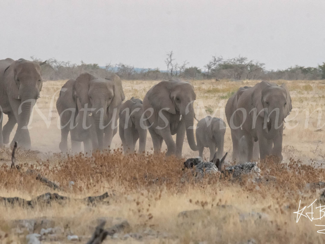 African Bush Elephant - Here We Come