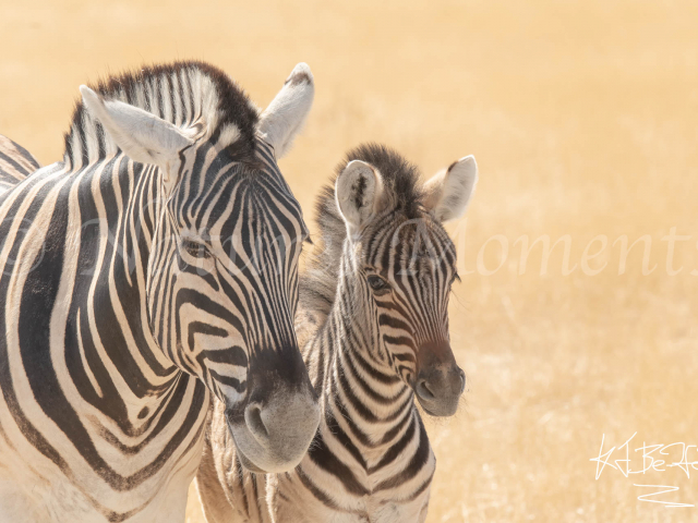 Burchell&#039;s Zebra - Spitting Image