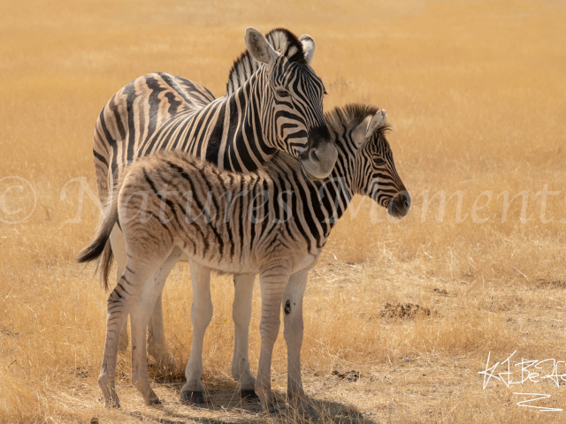 Burchell&#039;s Zebra - Mother and Foal