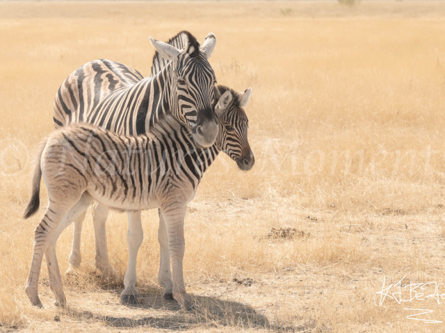 Burchell&#039;s Zebra - My Baby