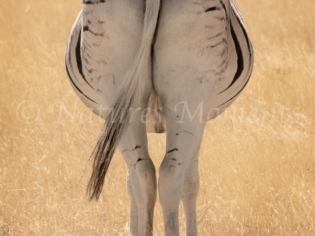 Burchell&#039;s Zebra - Does by Bum Look Big In This