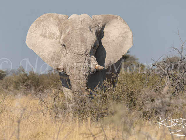 African Bush Elephant - Get Out of My Way