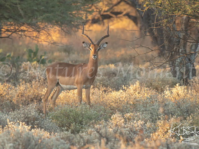 Impala - Stag in Golden Light