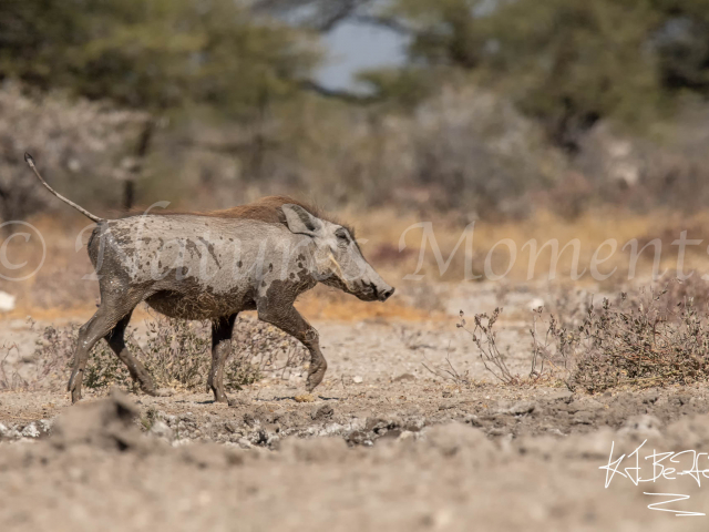 Warthog - After The Mud Bath