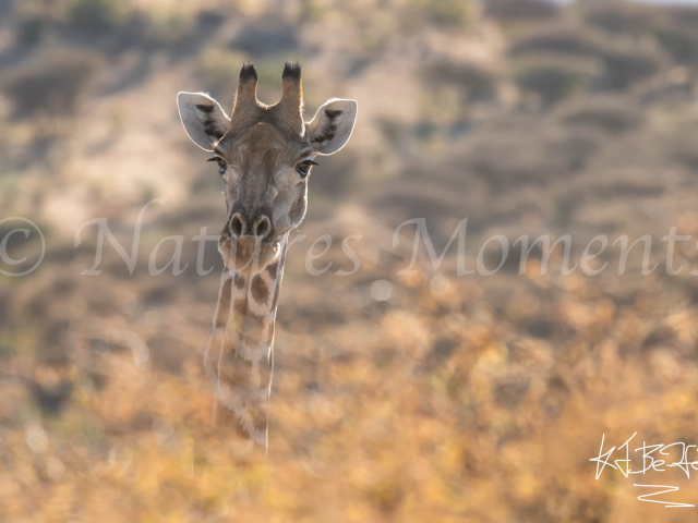 Namibian Giraffe - Looking Out